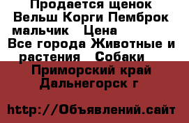 Продается щенок Вельш Корги Пемброк мальчик › Цена ­ 65 000 - Все города Животные и растения » Собаки   . Приморский край,Дальнегорск г.